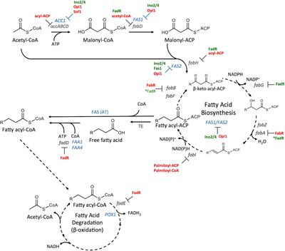 Biosynthesis of Fatty Alcohols in Engineered Microbial Cell Factories: Advances and Limitations